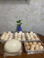 سبد پروتئینی سازمانی 2 - تصویر 4